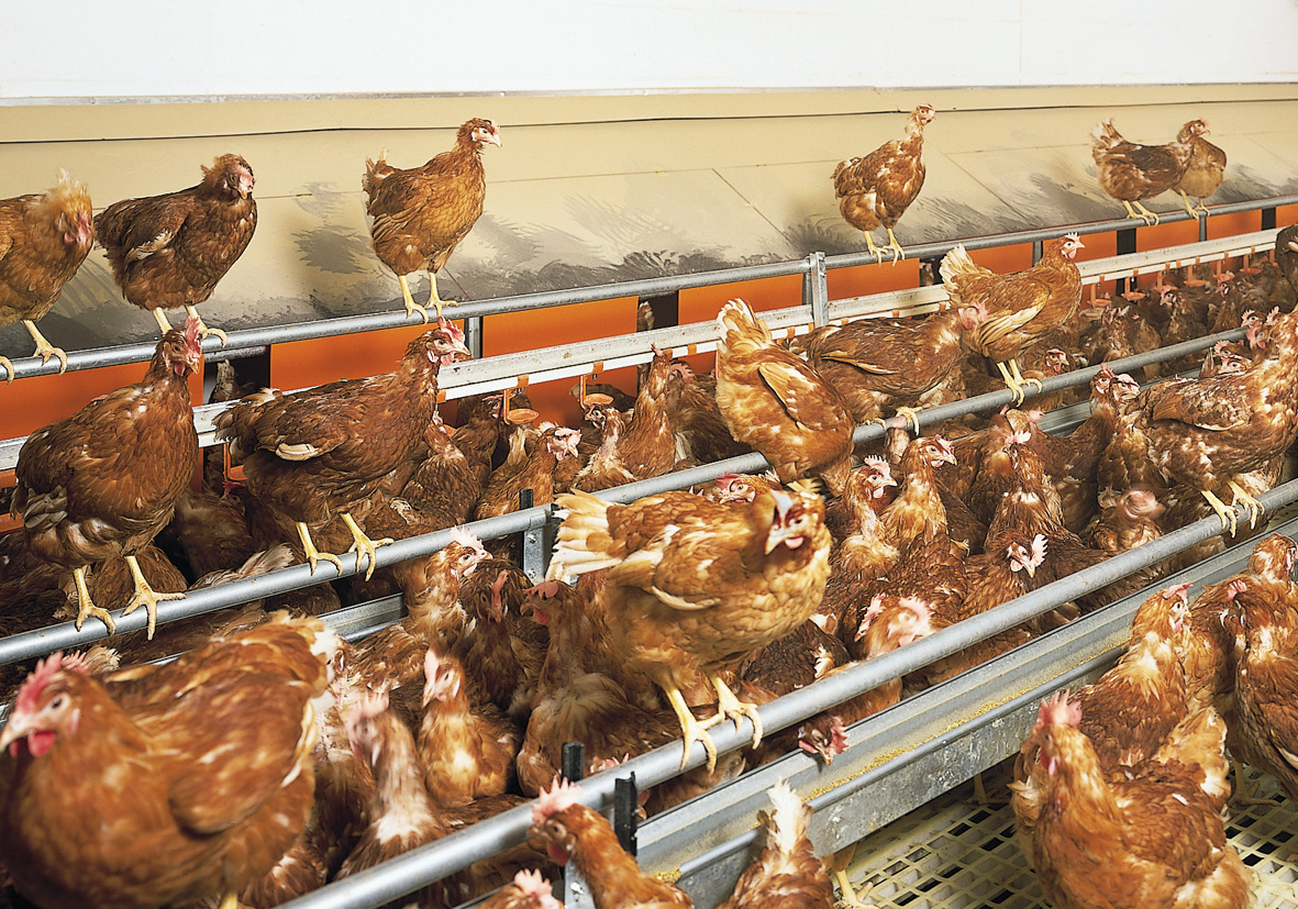 Poultry meat Ground Rules