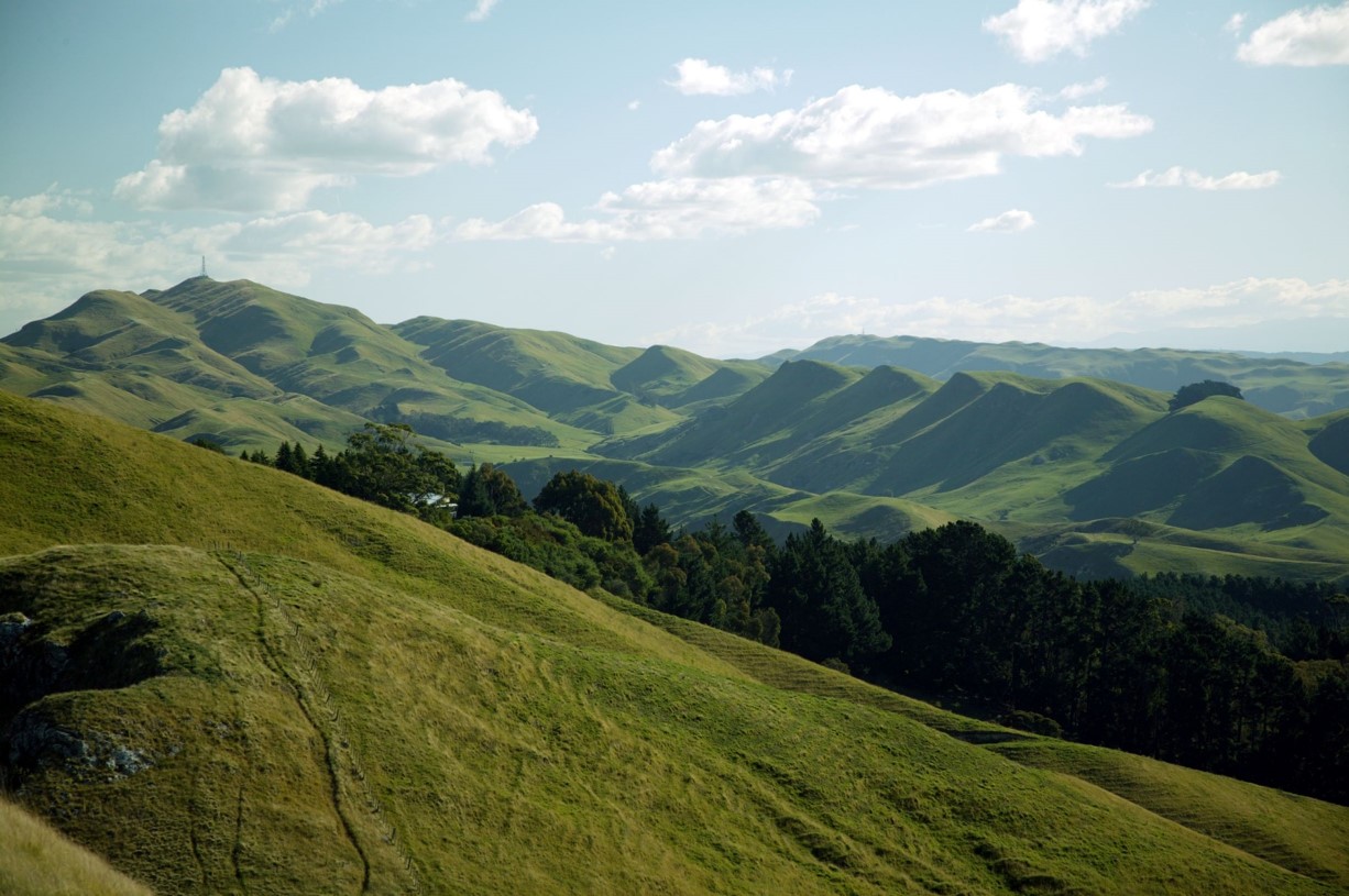 Plantation Forestry Ground Rules