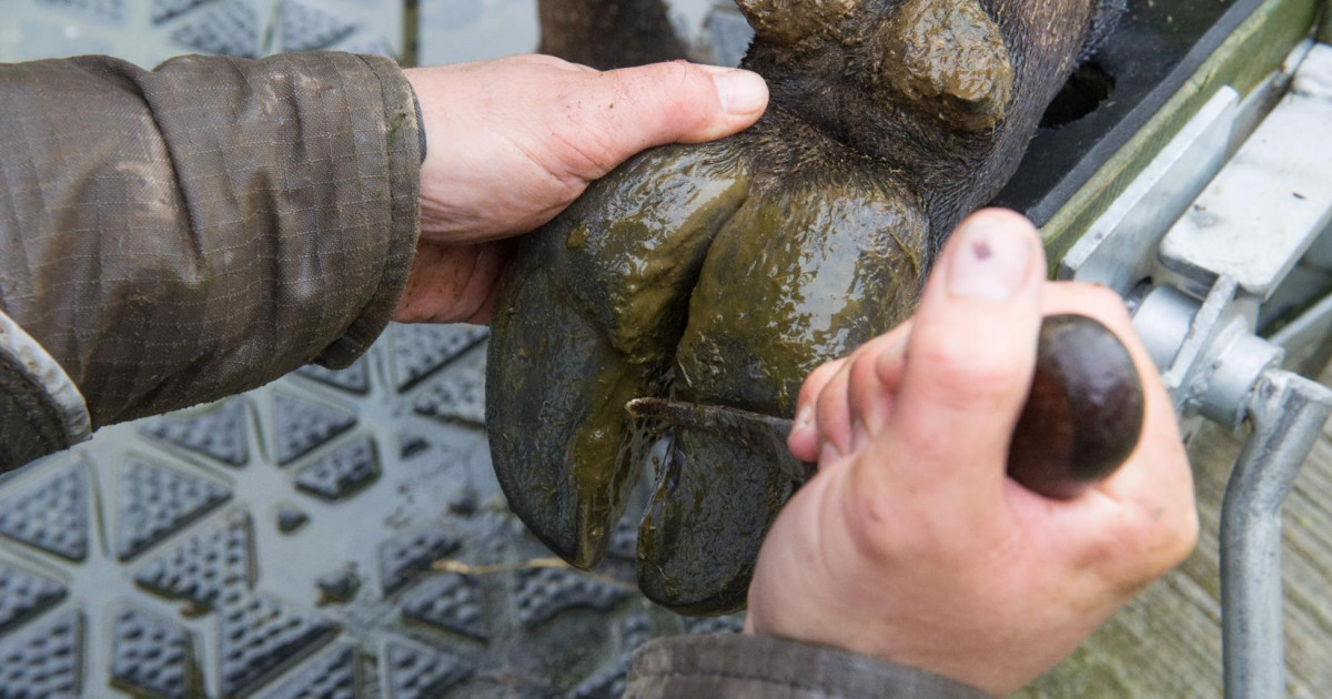 Animal handling equipment Ground Rules