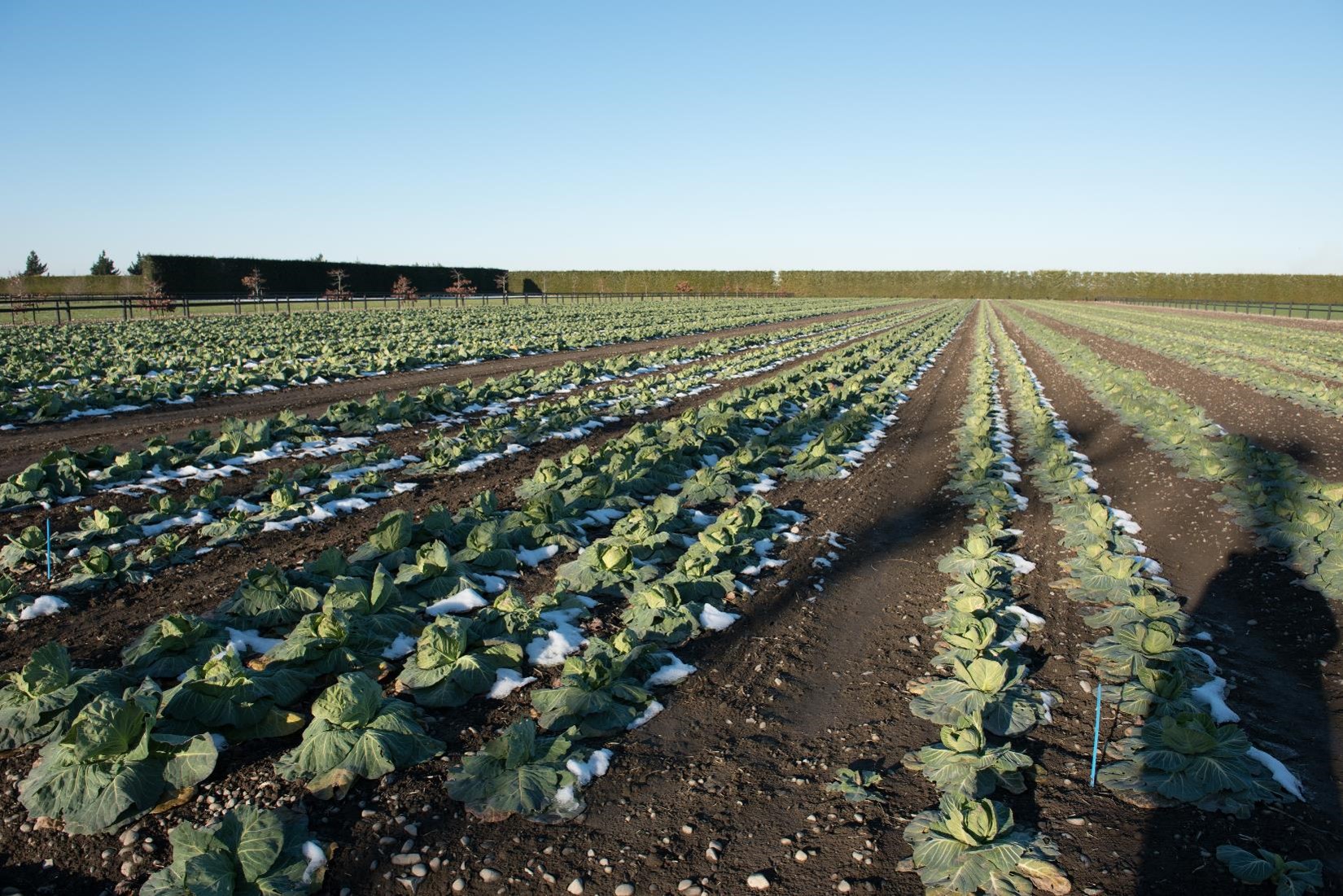 Market gardening Ground Rules
